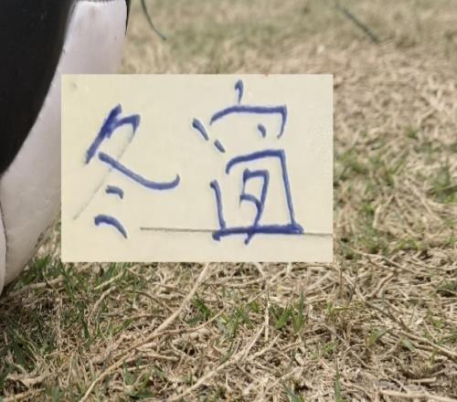 李金羽冬窗瘋狂“囤貨”又砸重金買(mǎi)了一個(gè)去年中超前3高端中衛(wèi)