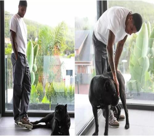 英国训犬公司:英超球员在家养一条护卫犬能降低安全风险