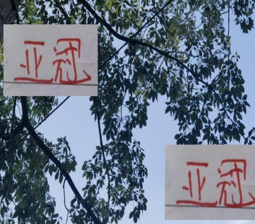 申花+海港2025年最后主场人数都没有成都蓉城多