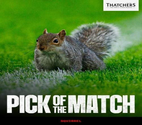 松鼠入场两次英冠赛场欢乐不断球迷齐声欢呼_英超直播