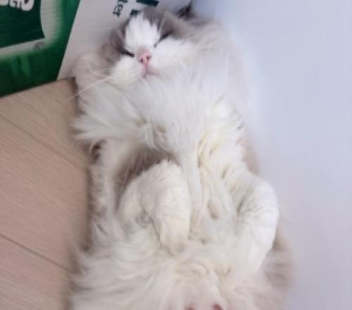 Crisp分享布偶猫照片:元宵节快乐