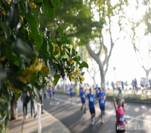 马拉松“遍地开花”分明就是“遍地插花”
